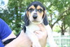 Winnie's pup-Jasmine