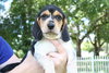 Winnie's pup-Jasmine