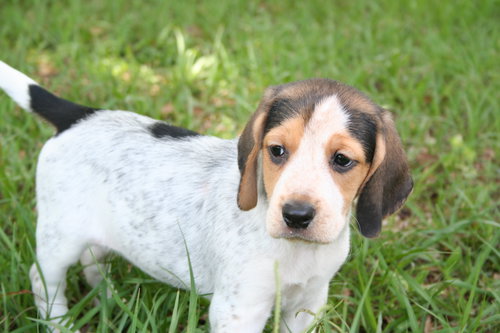 Winnie's pup-Cinderella