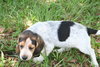 Winnie's pup-Cinderella