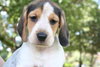 Winnie's pup-Cinderella