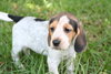 Winnie's pup-Cinderella