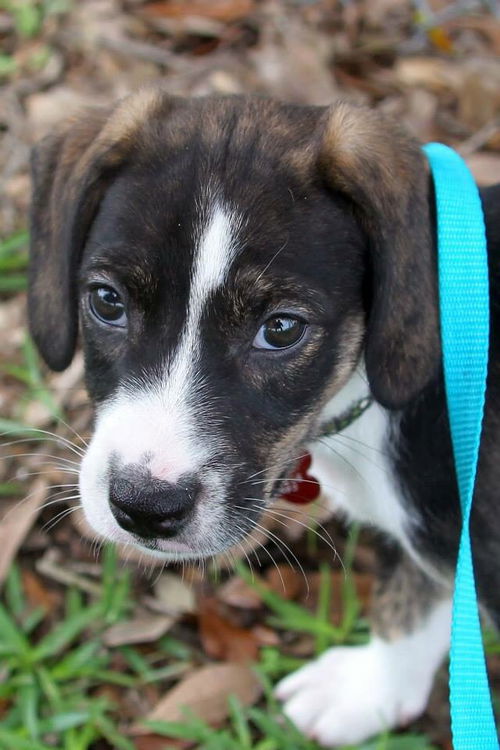Rosa Lee's pup Mojo Jojo