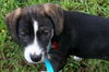 Rosa Lee's pup Mojo Jojo