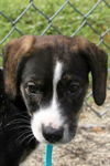 Rosa Lee's pup Mojo Jojo
