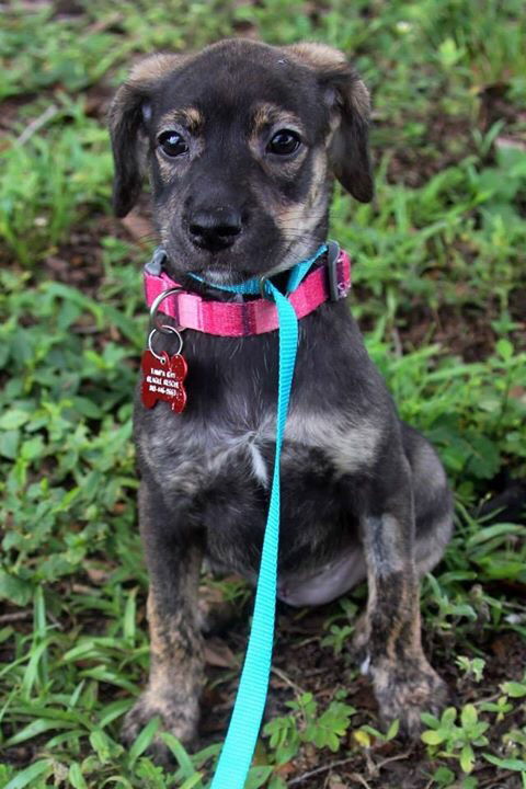Rosa Lee's pup Buttercup