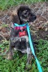 Rosa Lee's pup Buttercup