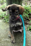 Rosa Lee's pup Buttercup
