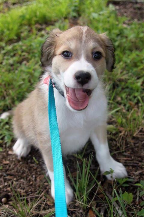 Rosa Lee's pup Professor