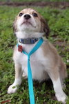 Rosa Lee's pup Professor