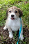 Rosa Lee's pup Professor