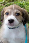 Rosa Lee's pup Professor