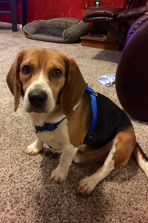 Duke III