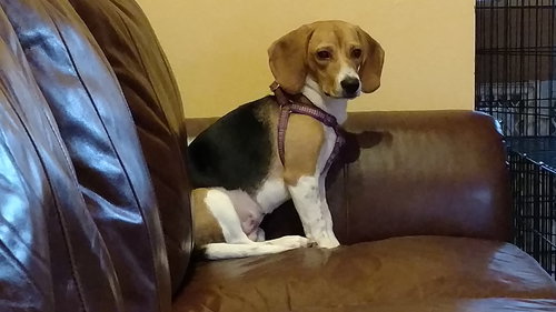 Bella IX