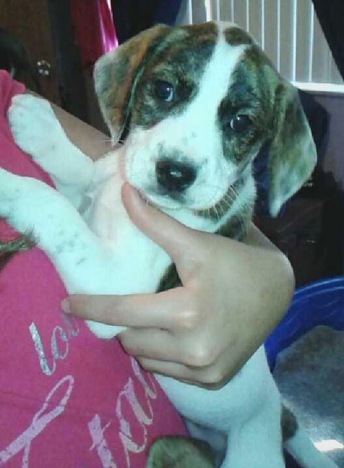 Rosa Lee's pup Blossom