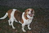 Buddy VII
