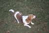 Buddy VII