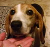 Louie III