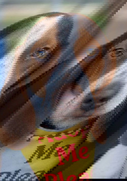 Finn II