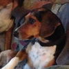 Rosie III