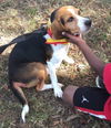 Daisy Mae III
