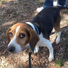 Daisy Mae III