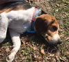 Daisy Mae III