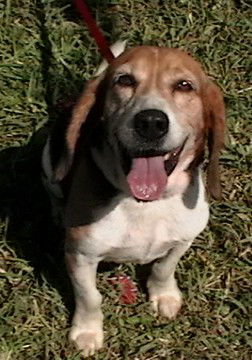 Wilbur