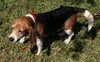 Wilbur