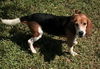 Wilbur