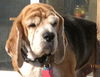 Charlie V