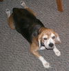Charlie V