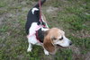 Tootsie