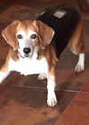 Maili