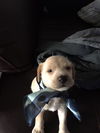 Delilah's puppy BERT