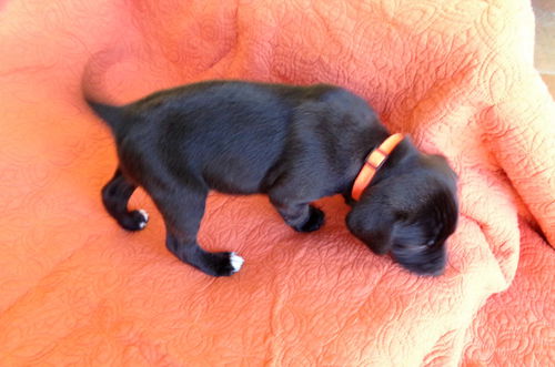 Delilah's puppy COAL