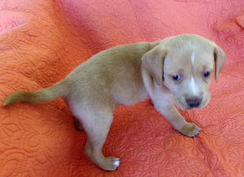 Delilah's puppy MOLLY
