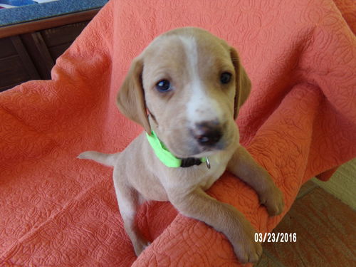 Delilah's puppy DRAKE