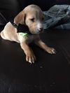 Delilah's puppy DRAKE