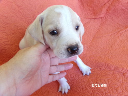 Delilah's puppy LALA