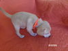 Delilah's puppy LALA