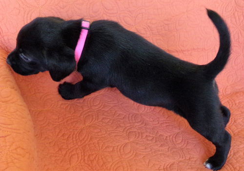 Delilah's puppy BELLA
