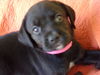 Delilah's puppy BELLA