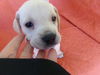 Delilah's puppy WOBBLES