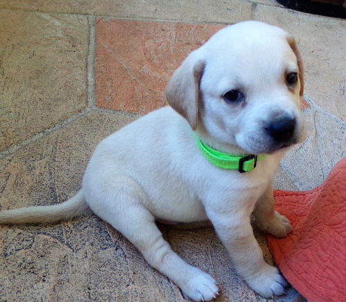 Delilah's puppy WOBBLES