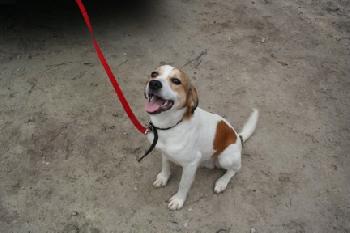 Buster II