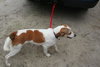 Buster II