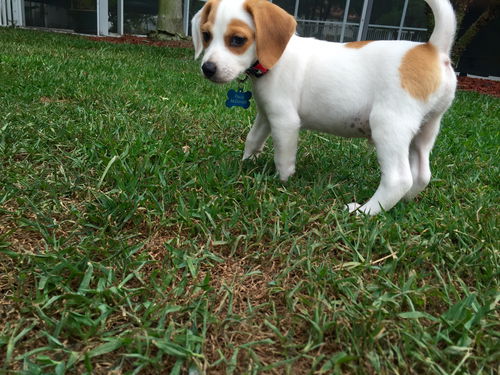 Charlie VIII