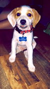 Charlie VIII