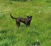 Lady - Photo 3